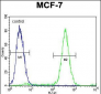 QTRTD1 Antibody (C-term)